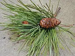 Young cone and leaves