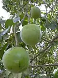 White sapote