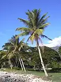 Provincial tree of Kerala
