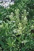 Lepidium bidentatum