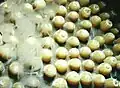 Coral animals send eggs and sperm into the water separately. They are carried in the water currents and meet up to fertilize, and then grow into new coral animals.