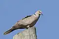 2 turtle doves