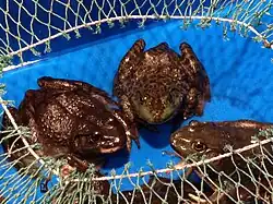 Three frogs sitting facing each other in a blue container, with a half-opened net over it
