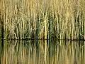 Reedbed of Phragmites australis and Carex acutiformis