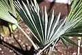Trachycarpus princeps showing glaucous underside to leaves