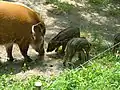 Red River Hog and piglets, African Savanna, Toronto Zoo