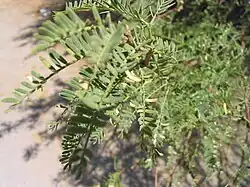Leaves