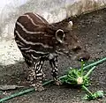 A young Brazilian tapir