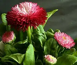 Bellis perennis 'Rob Roy'