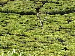 Tea plantation