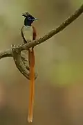 Provincial bird of Madhya Pradesh