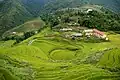 Terraced rice fields in Sa Pa