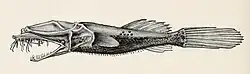 Thaumatichthys pagidostomus