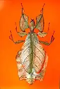 A leaf insect in the Children’s Museum of Indianapolis