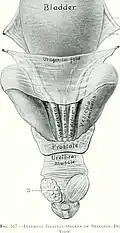 Bladder, prostate, and seminal vesicles of a stallion (horse)