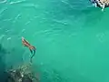 (Amblyrhynchus cristatus), Marine Iguana swimming in Puerto Ayora - Island of Santa Cruz.