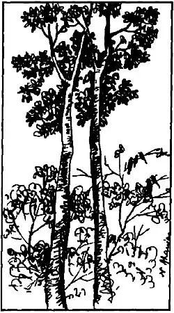 The twin sacred trees (U Machin-Manao) growing in the Kongba Maru holy site