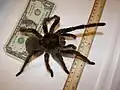 Large: Theraphosa blondi120–140&nbsp;mm