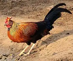 National bird of Sri Lanka - Ceylon Junglefowl