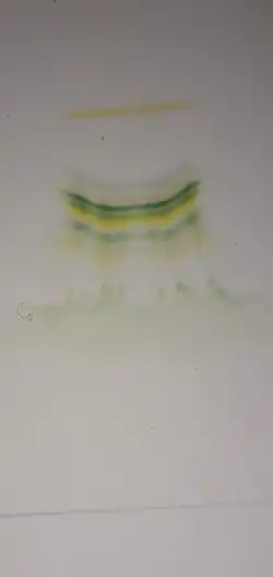 Thin layer chromatography of leaf showing chlorophyll A (bluish green) and chlorophyll B (yellowish green) just below chlorophyll A band in this particular TLC. Paper chromatography and TLC can be easily demonstrated in school laboratory settings.