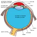 Another view of the eye and the structures of the eye labeled