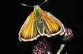 A skipper (the small skipper)