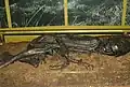 The Tollund Man in a museum in Silkeborg. His mummy was conserved in a bog.