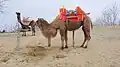Two camels used for riding.