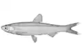 Toxabramis argentifer