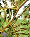 Tree fern Spores San Diego