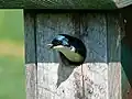 A tree swallow peeking out of a birdbox.