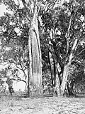 Canoe scarring on a tree at Waikerie on the River Murray