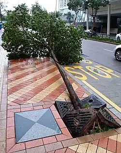 A tree fell.