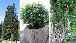 Three images. From left to right, they consist of: a cluster of very tall trees in a forest, a shrub in a stone pot, and woody vines with leaves.