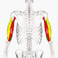 Animation. Close up.&nbsp;&nbsp;Long head.&nbsp;&nbsp;Lateral head.&nbsp;&nbsp;Medial head.