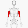 Position of triceps brachii (shown in red). Animation.