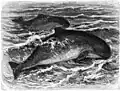 A drawing of a Harbour porpoise.