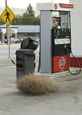 A tumbleweed in Chelan, Washington