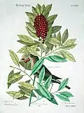 Turdus minimus (now Catharus minimus) and dahoon holly (Ilex cassine), 1754
