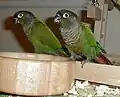Green-cheeked parakeet(Pyrrhura molinae)
