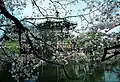 Sakura flowers at Ueno Park, Tokyo.