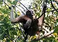Provincial animal of Mizoram