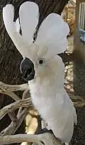 Umbrella Cockatoo displaying