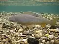 Arctic grayling (Thymallus arcticus)