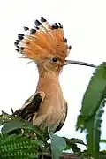 Hoopoe displaying