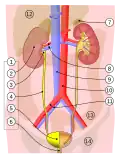 1. Human urinary system:2. Kidney, 3. Renal pelvis, 4. Ureter, 5. Bladder, 6. Urethra. (Left side with frontal section) 7. Adrenal gland Vessels: 8. Renal artery and vein, 9. Inferior vena cava, 10. Abdominal aorta, 11. Common iliac artery and vein With transparency: 12. Liver, 13. Large intestine, 14. Pelvis