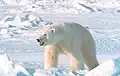A polar bear