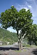 Provincial tree of Laksahdweep