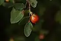 Leaves and fruit