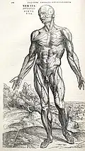 Image from Andreas Vesalius's De humani corporis fabrica (1543)